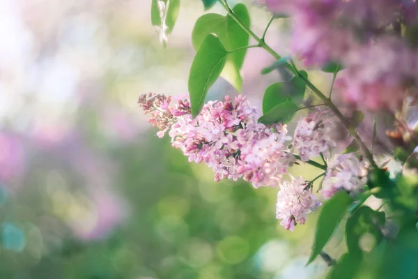 Zieloną Gałązkę Bzu Wiosennych Kwiatów Tle Pięknej Przyrody — Zdjęcie stockowe