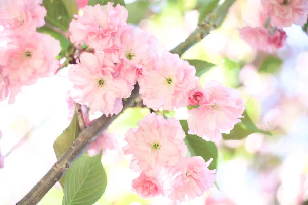 Les Cerisiers Fleurissent Sur Fond Nature Floue Fleurs Printanières Printemps — Photo