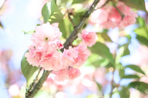 Körsbärsblommorna Över Suddig Natur Bakgrund Vårblommor Vår Bakgrund — Stockfoto