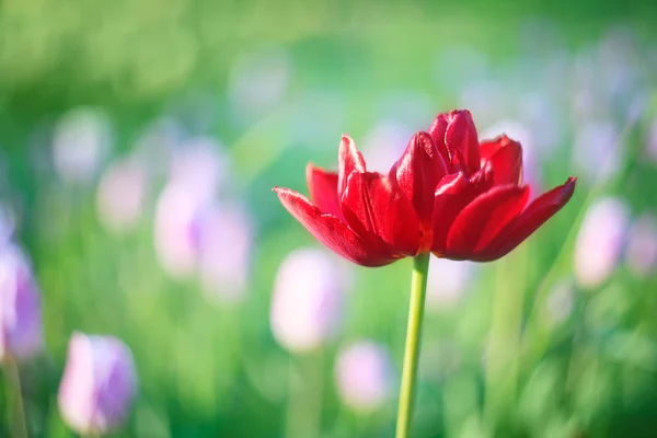 Rote Tulpe Auf Dem Hintergrund Von Grünem Gras Nahaufnahme Sonnigen — Stockfoto