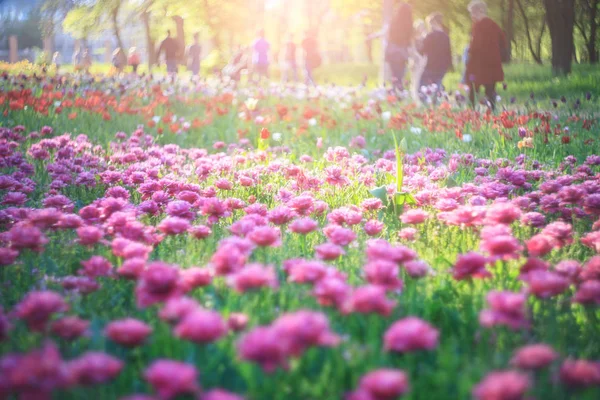 Tulipani Rosa Rossi Fiore Fiori Primaverili Nel Parco Sfondo Verde — Foto Stock