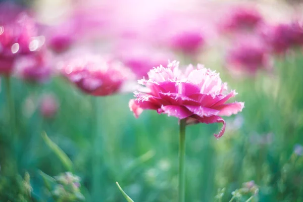 Blühende Rot Rosa Tulpen Frühlingsblumen Garten Schöne Blumen Als Florale — Stockfoto