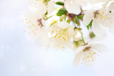 Çiçek açması, güzel beyaz çiçekler kayısı ağacı. Harika doğal arka plan.