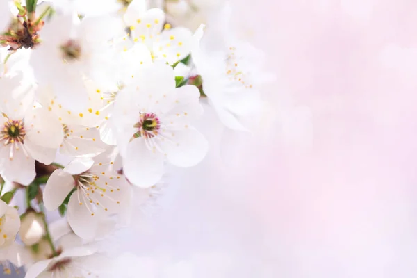 Όμορφα Λευκά Άνθη Του Ανθίζουν Βερίκοκο Δέντρο Υπέροχο Φυσικό Φόντο — Φωτογραφία Αρχείου