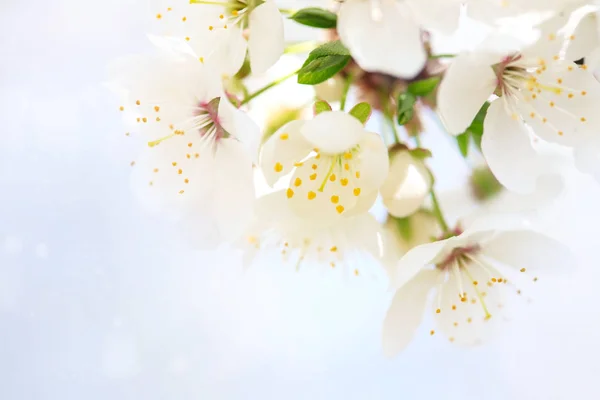Όμορφα Λευκά Άνθη Του Ανθίζουν Βερίκοκο Δέντρο Υπέροχο Φυσικό Φόντο — Φωτογραφία Αρχείου