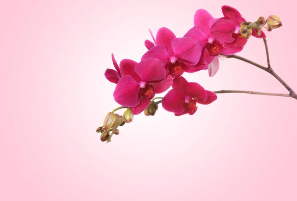 Branche orchidée violette sur fond rose — Photo