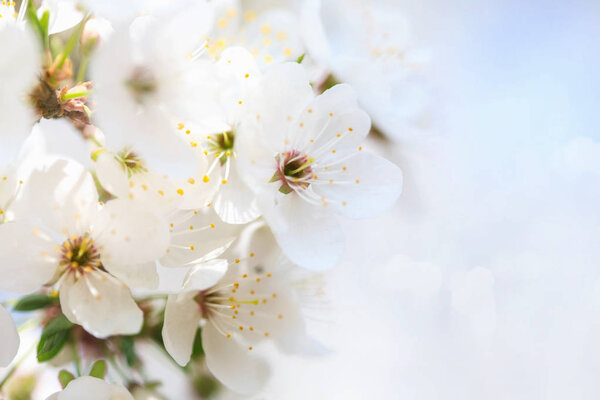 Beautiful white flowers of blossoming apricot tree.