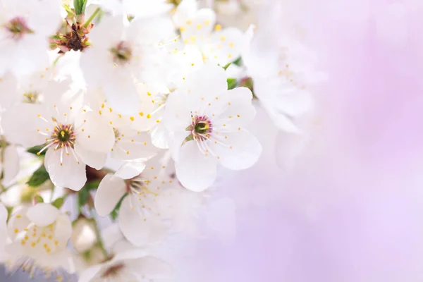 Όμορφα λευκά άνθη του ανθίζουν βερίκοκο δέντρο. — Φωτογραφία Αρχείου