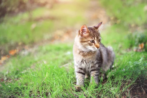 Pequeno gatinho fofo caminha no parque . — Fotografia de Stock