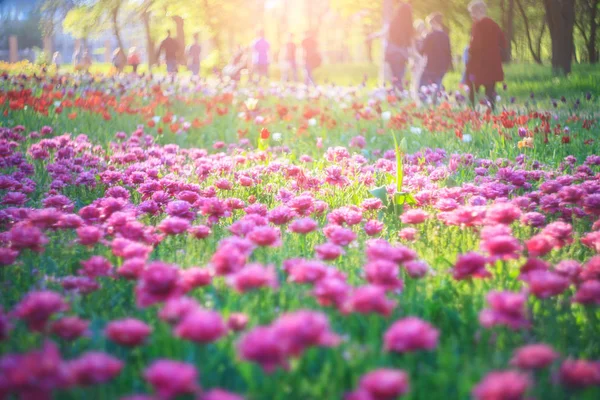 Tulipani rosa in fiore, fiori primaverili in giardino. Bei fiori come sfondo floreale naturale . — Foto Stock