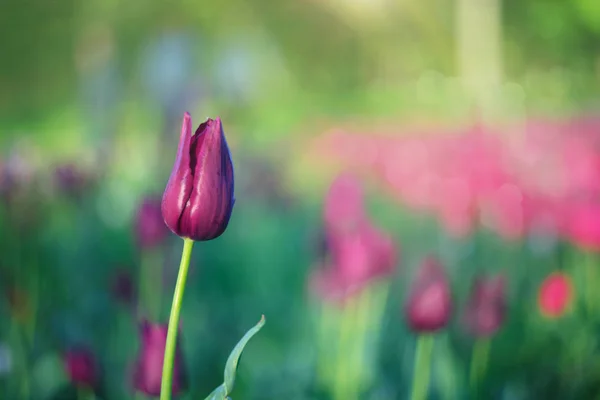 Lila Tulpe auf dem Hintergrund von grünem Gras in Nahaufnahme. — Stockfoto