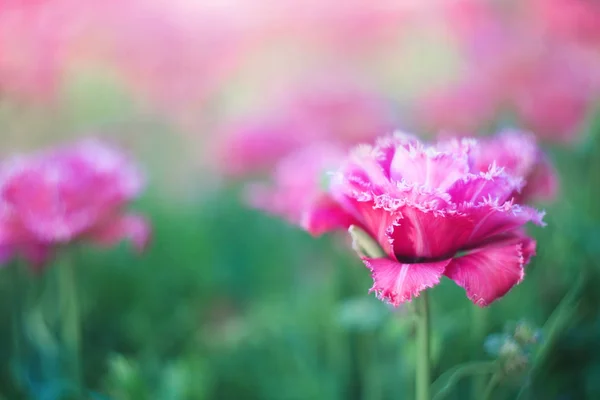 Blühende rosa Tulpen, Frühlingsblumen im Garten. schöne Blumen als florale natürliche Kulisse. — Stockfoto
