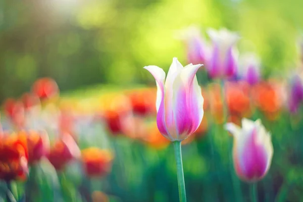Blühende rote und rosa Tulpen, Frühlingsblumen im Park auf grünem Hintergrund. schöne Blumen als florale natürliche Kulisse. — Stockfoto