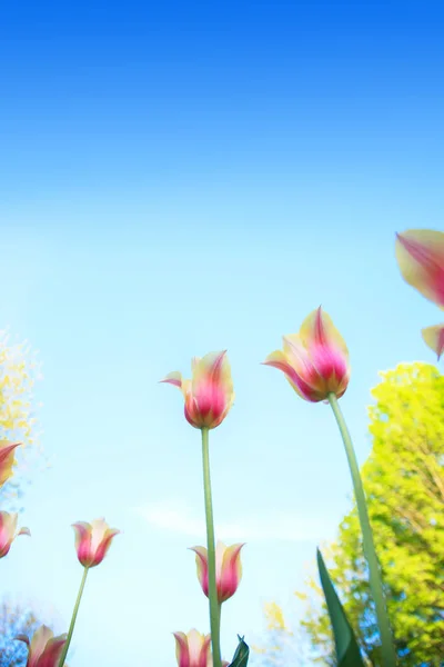 Tulipanes blancos y rosados en el fondo del cielo azul y hierba verde de cerca . —  Fotos de Stock