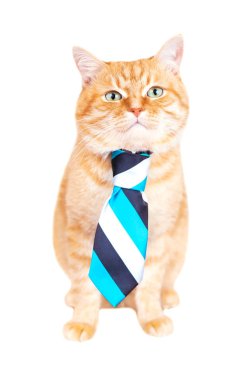 Kırmızı kedi bir kravat, stüdyo vurdu.