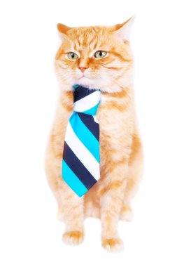 Kırmızı kedi bir kravat, stüdyo vurdu.