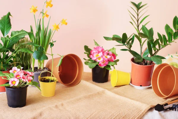 Potted flowers, pots for flowers and tools for the care of plants on the table.