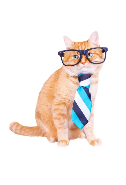 Gatto con occhiali e cravatta isolata su sfondo bianco. Studio foto . — Foto Stock
