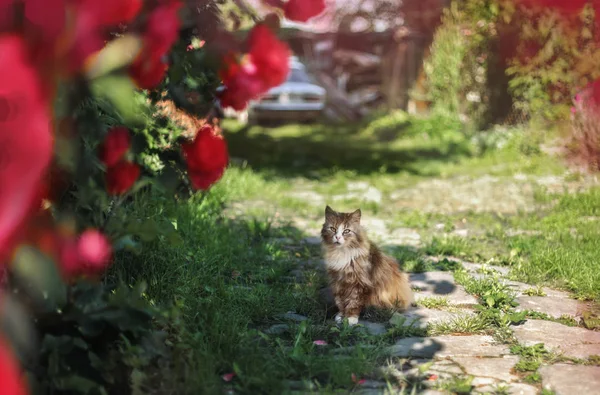 Tabby-Katze auf Gras im Hinterhof mit rosa Rosen. — Stockfoto