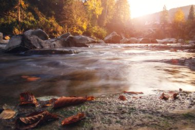 Sonbahar da dağ nehri. Kayalık kıyı. Renkli orman