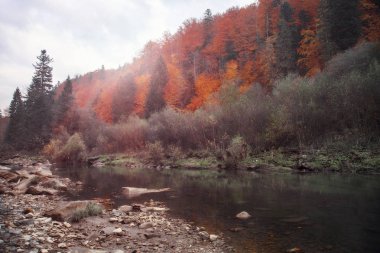 Sonbahar da dağ nehri. Kayalık kıyı. Renkli orman