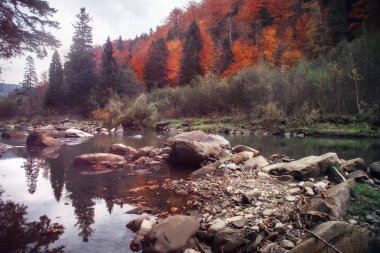 Sonbahar da dağ nehri. Kayalık kıyı. Renkli orman