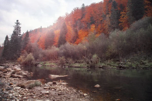 Sonbahar da dağ nehri. Kayalık kıyı. Renkli orman