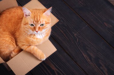 Kırmızı kedi ahşap bir arka plan üzerinde bir karton kutu içinde oturan, stüdyo.