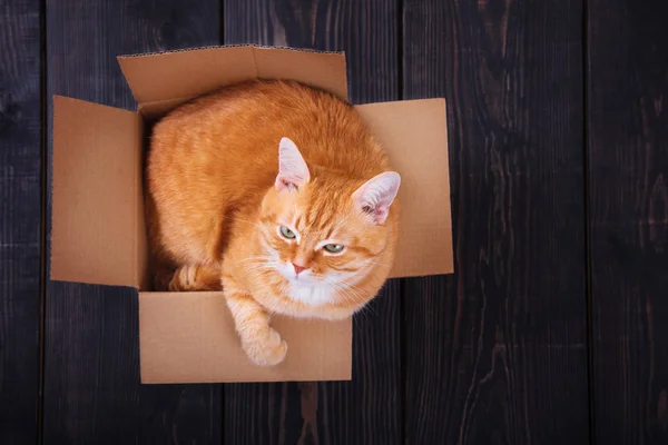 Rode kat zittend in een kartonnen doos op een houten achtergrond, Studio. — Stockfoto