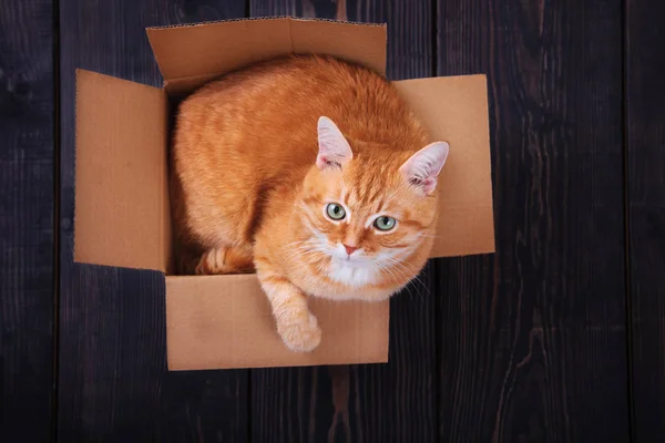 Gato vermelho sentado em uma caixa de papelão em um fundo de madeira, estúdio . — Fotografia de Stock