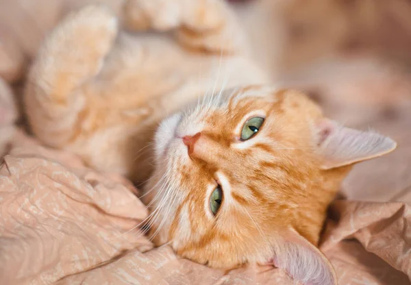 Gato doméstico rojo acostado en la cama de cerca . — Foto de Stock