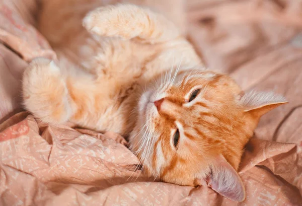 Gato doméstico rojo acostado en la cama de cerca . — Foto de Stock