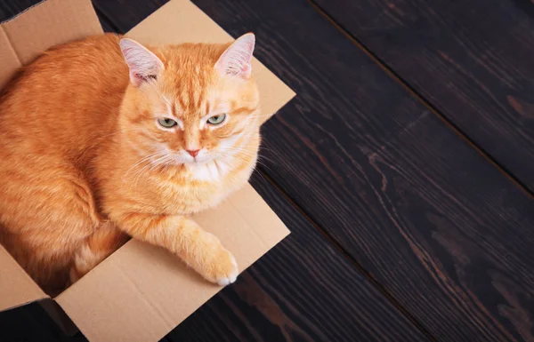 Rudá kočka seděla v kartonové krabici na dřevěném pozadí, ateliér. — Stock fotografie