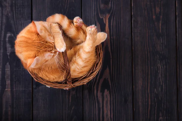 Rosso gatto lava, seduto in un cesto su uno sfondo di legno, studio . — Foto Stock