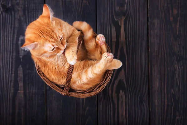 Pisica roșie se spală, așezată într-un coș pe un fundal din lemn, studio . — Fotografie, imagine de stoc