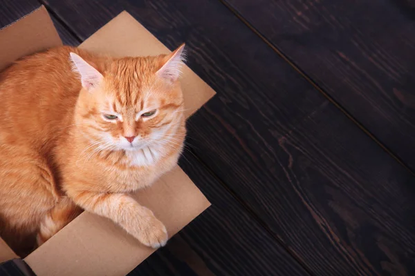 Красная кошка сидит в картонной коробке на деревянном фоне, студия . — стоковое фото