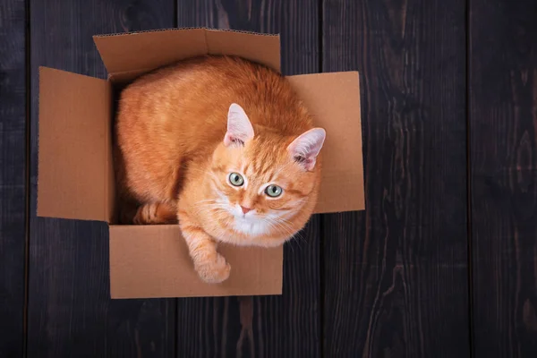 Red cat sitting in a cardboard box on a wooden background, studio. — Stock Photo, Image