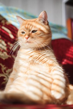 Kırmızı evcil kedi yatakta yakın çekim yatıyor.