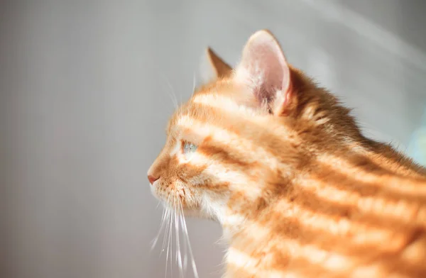 Gato com luz da janela e uma sombra das cortinas . — Fotografia de Stock