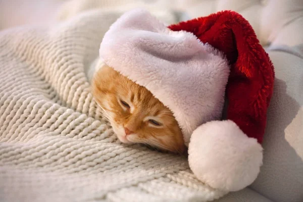 Chat rouge dormant dans le chapeau du Père Noël . — Photo