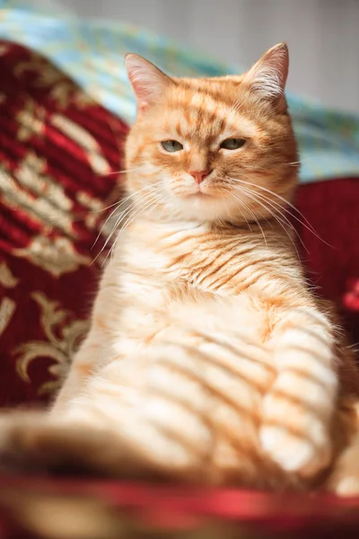 Gato doméstico rojo acostado en la cama de cerca . — Foto de Stock