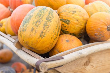 Birçok parlak turuncu balkabağı hasattan sonra.