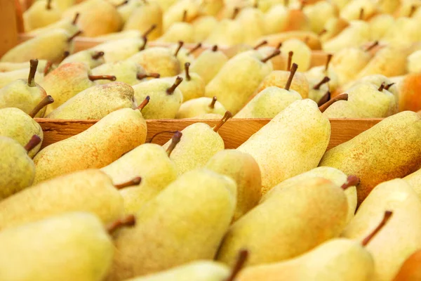 Veel rijpe gele peren na de oogst in een doos. Markt of supermarkt. — Stockfoto