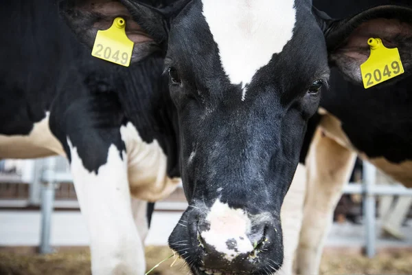 Gros plan sur la vache noire et blanche. Bovins laitiers, élevage . — Photo