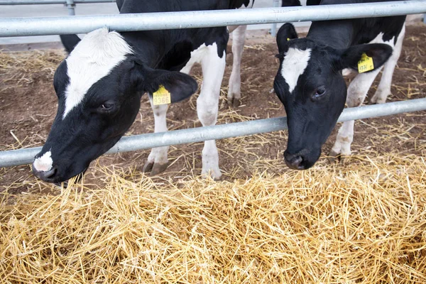 Gros plan sur la vache noire et blanche. Bovins laitiers, élevage . — Photo