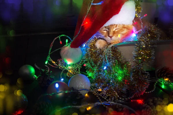 Zuhause schläft die rote Katze in einem Karton mit Weihnachtsdekoration. das Konzept der Neujahrs- und Weihnachtsfeiertage. — Stockfoto