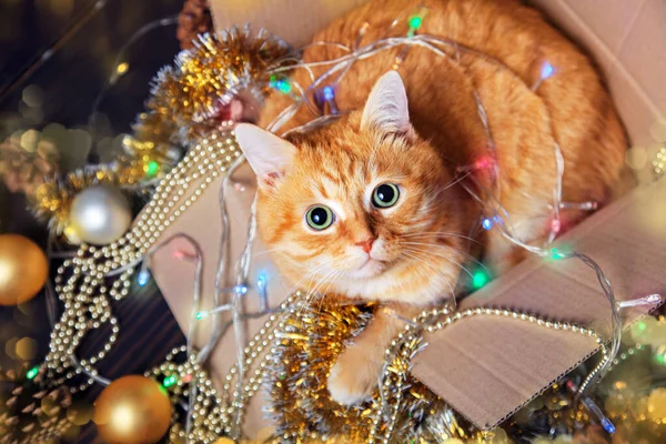 İçinde Noel süsleri olan bir kutuda kırmızı kedi. Kış tatili kavramı. — Stok fotoğraf