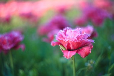 Çiçekli pembe laleler, bahçede bahar çiçekleri. Çiçek gibi güzel çiçekler doğal arkaplan gibidir. Baharın sembolü. Parlak güneşli bir gün.