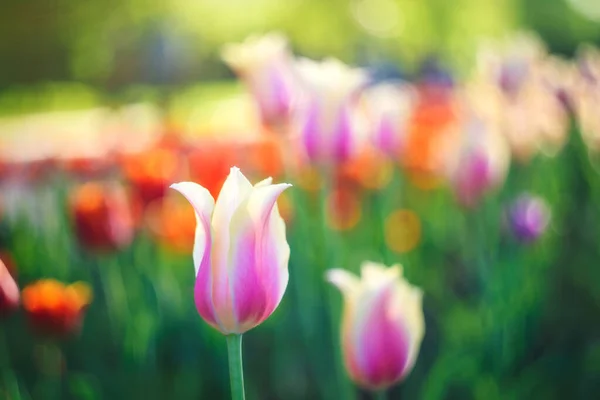 Blühende Rote Und Rosa Tulpen Frühlingsblumen Park Auf Grünem Hintergrund — Stockfoto