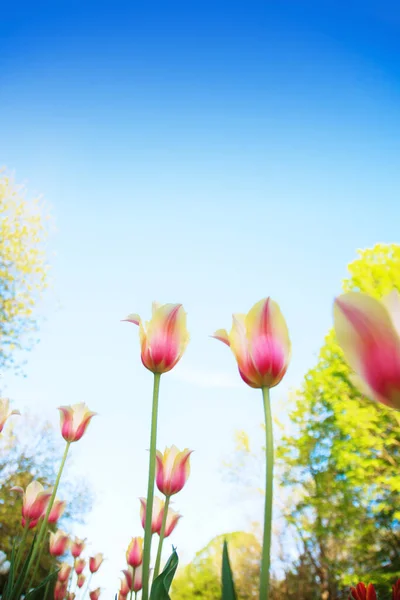 Weiße Und Rosa Tulpen Vor Blauem Himmel Und Grünem Gras — Stockfoto